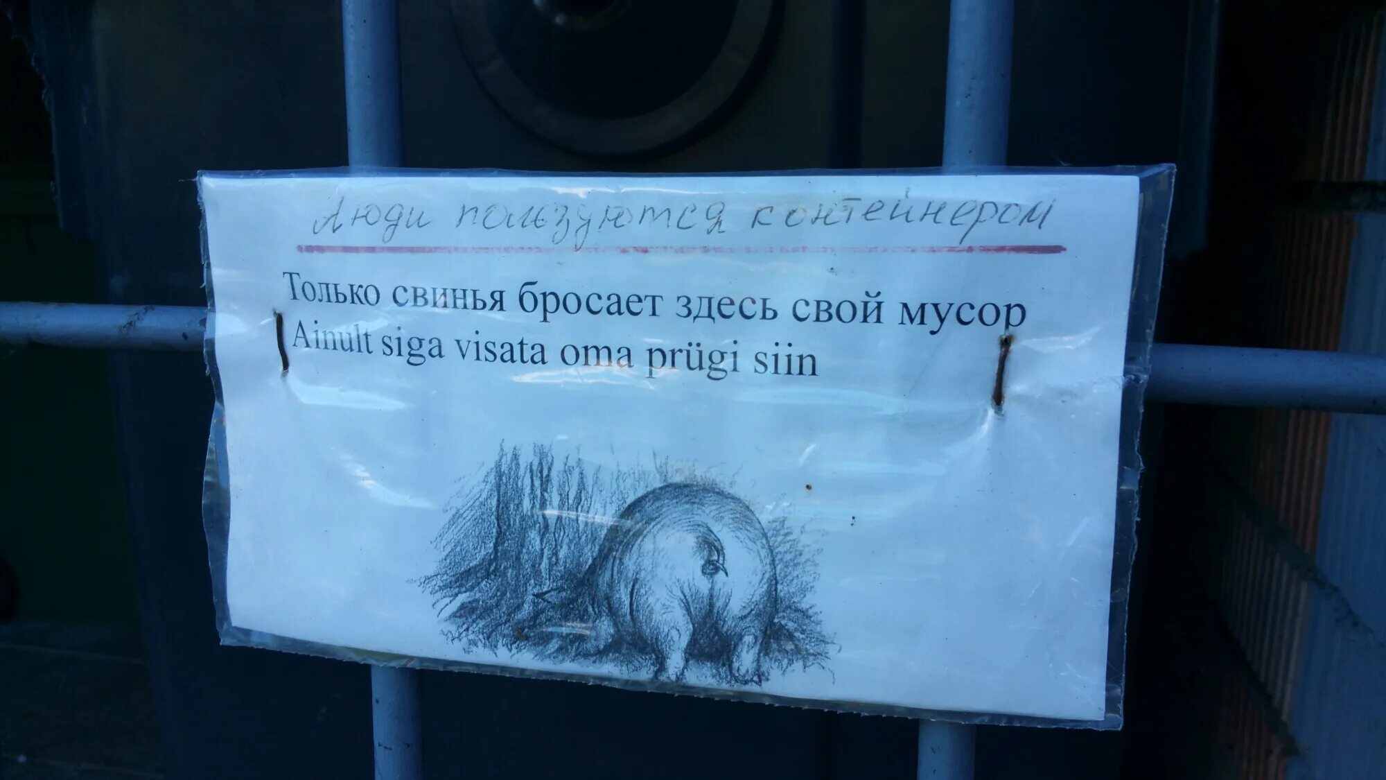 Свиньи которые мусорят. Свинка с одной стороны. Свиньи брошены. Свиньями. Поросёнок черри.