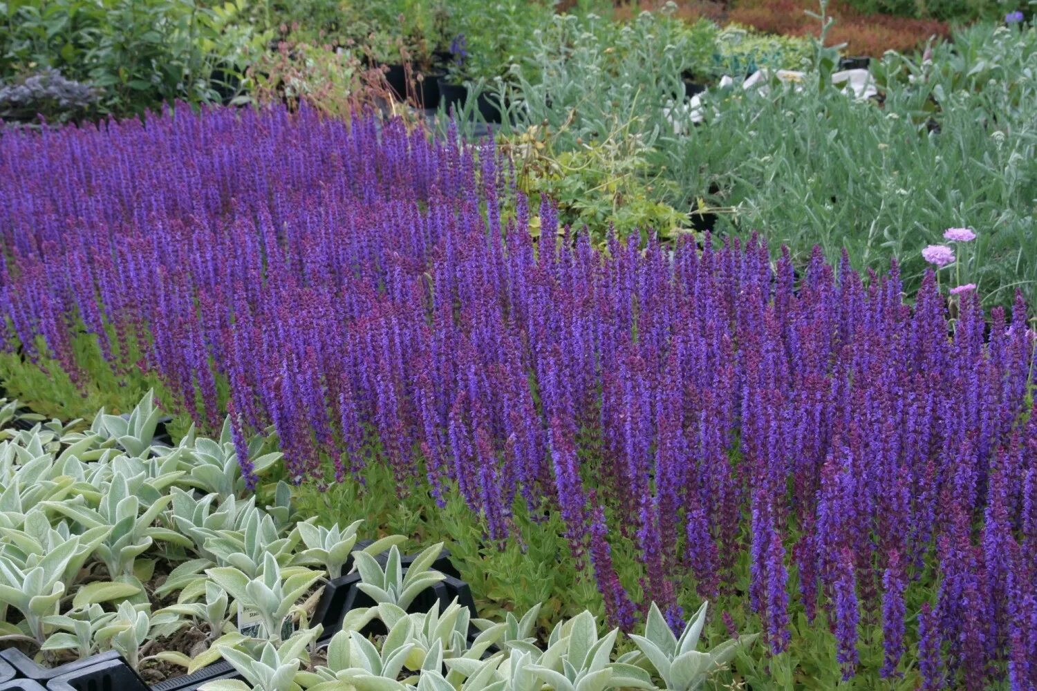 Шалфей Дубравный (Salvia nemorosa `Caradonna`). Шалфей Дубравный Остфризленд. Шалфей Дубравный Остфрисланд. Шалфей Дубравный Ostfriesland