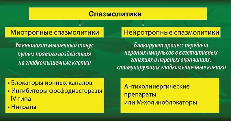 Миотропные спазмолитики механизм действия. Спазмолитики миотропного действия препараты. Спазмолитики миотропного действия классификация. Спазмолитики миотропного действия механизм действия.