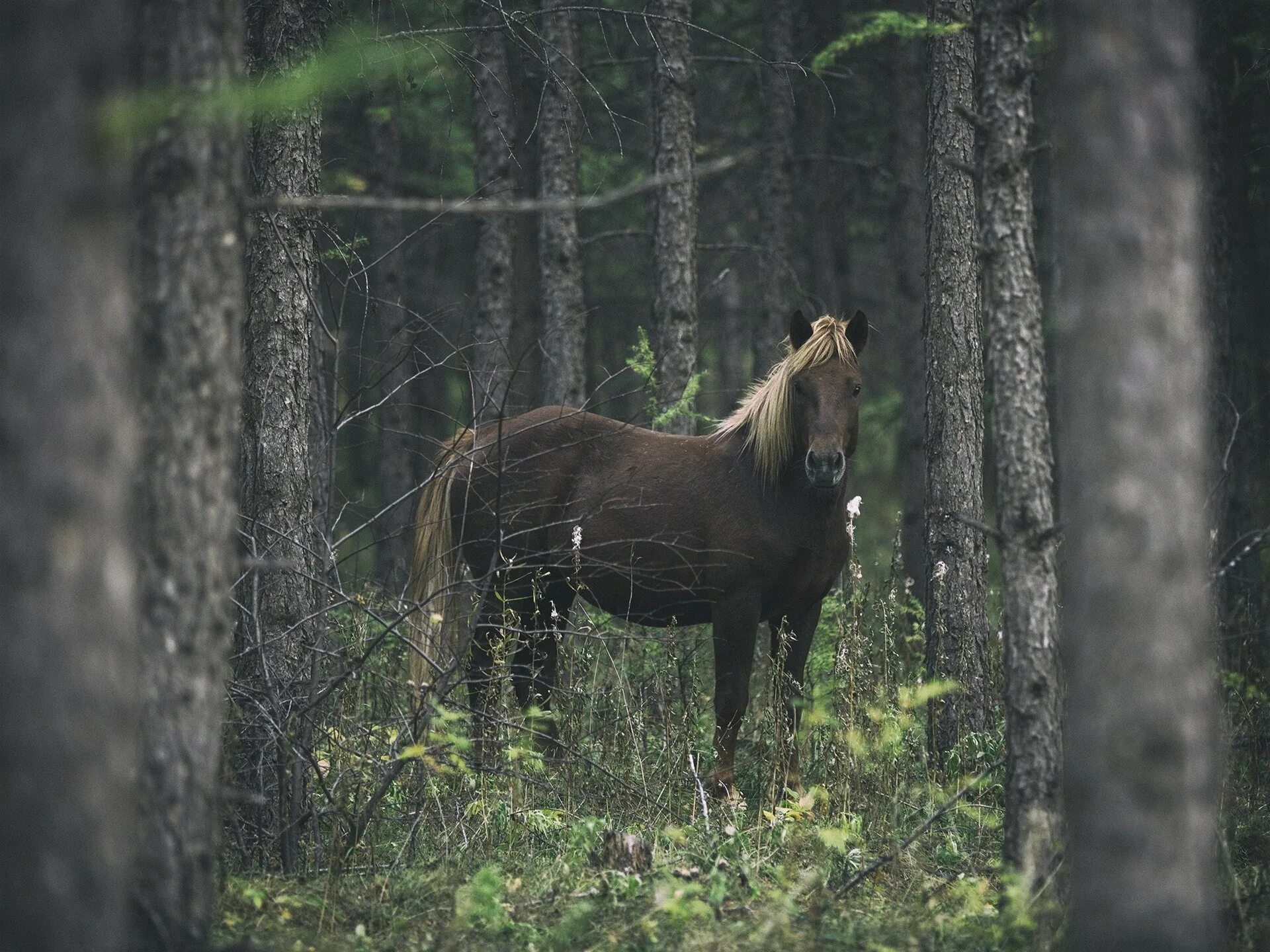 Лошади в лесах. Красивая лошадь в лесу. Лошадь в лесу. Лесная лошадь. Лошади в сосновом лесу.