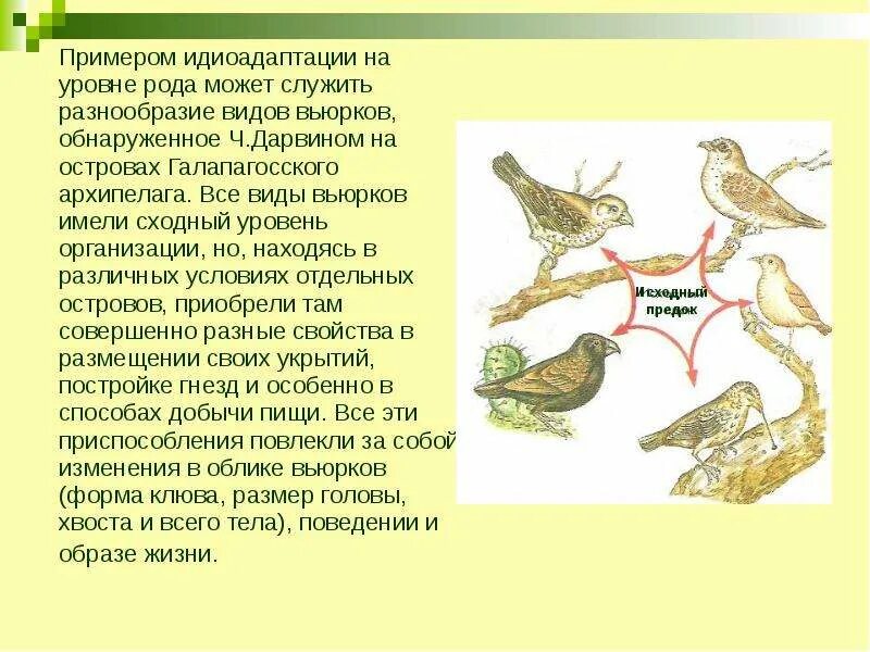 Галапагосские вьюрки идиоадаптация. Идиоадаптация птиц. Идиоадаптация вьюрки. Идиоадаптация птиц примеры. Эволюционные изменения птиц