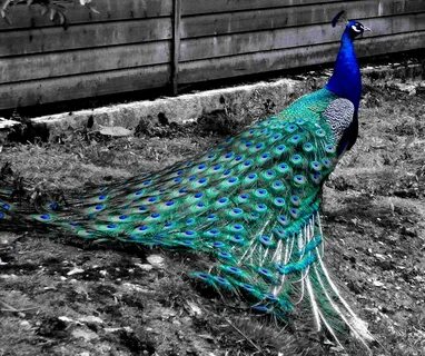 Selecting color