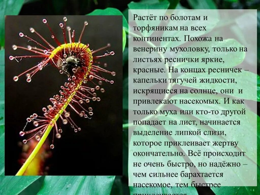 Необычное растение сообщение 6 класс. Удивительные растения нашей планеты презентация. необычные растения нашей планеты доклад. удивительные растения биология конспект. биология сообщение о необычных листьях.