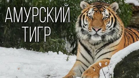 Тигр январь