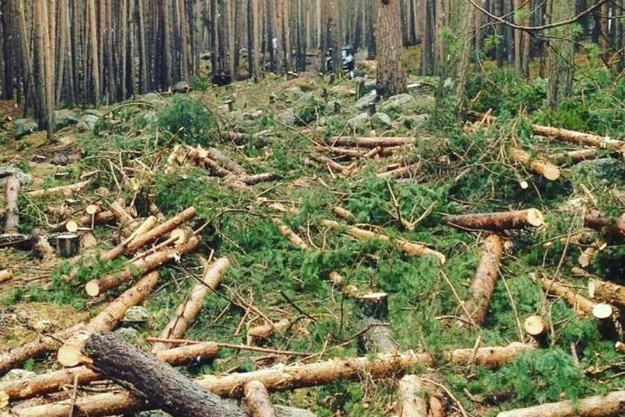 Охрана леса от вырубки. Вырубка лесов. Вырубка лесов на земле. Истребление лесов. Последствия вырубки лесов.