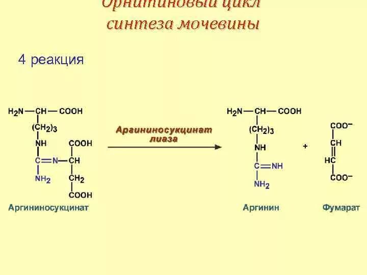 Синтез мочевины последовательность реакций. Орнитиновый цикл синтеза мочевины. Синтез мочевины биохимия реакции. Орнитиновый цикл 1 реакция. Реакции с затратой энергии