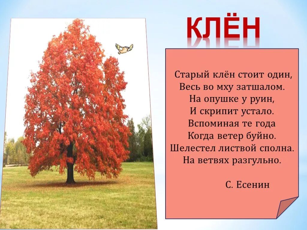 Песня где дубы и клены. Стихи про деревья. Стишки про деревья. Стихотворение про клен. Описание деревьев осенью.