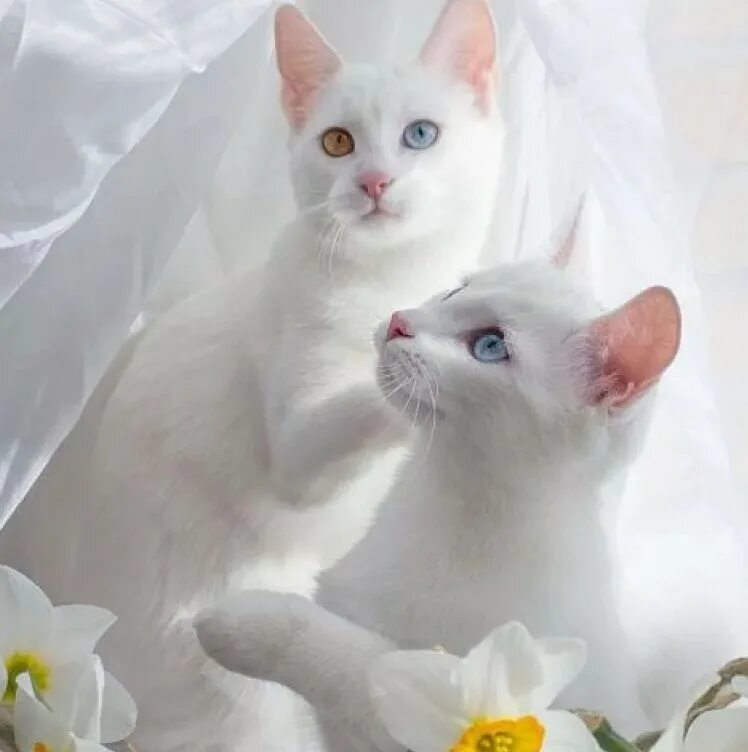 Белые кошечки картинки. Као мани. Као мани порода кошек. Белый кот порода као мани. Khao Manee кошка.