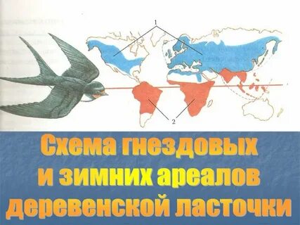 Миграция деревенских ласточек как реакция на уменьшение