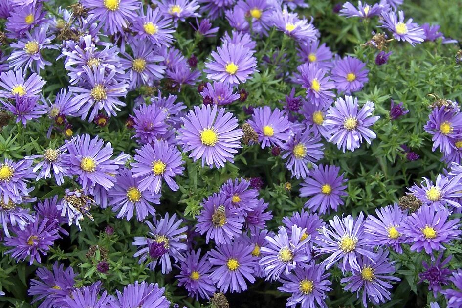 Астра альпийская многолетняя. Астра кустарниковая голубая лагуна. Aster pringlei monte cassino. Астра вересковая monte cassino. Астра ромашковая.