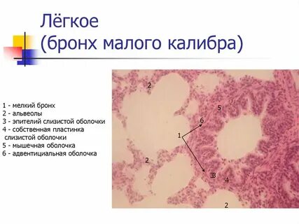Средние бронхи