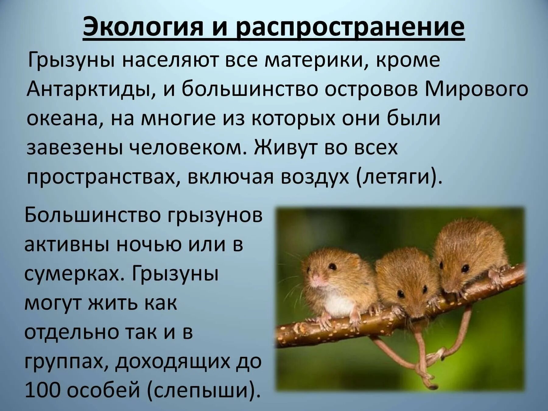 Грызуны доклад. Грызуны общая характеристика. отряд грызуны презентация. отряды млекопитающих грызуны. характеристика отряда грызунов.