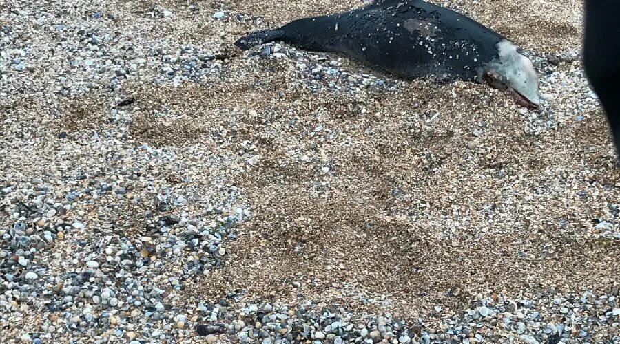 Дельфин азовское море фото База дельфин блог