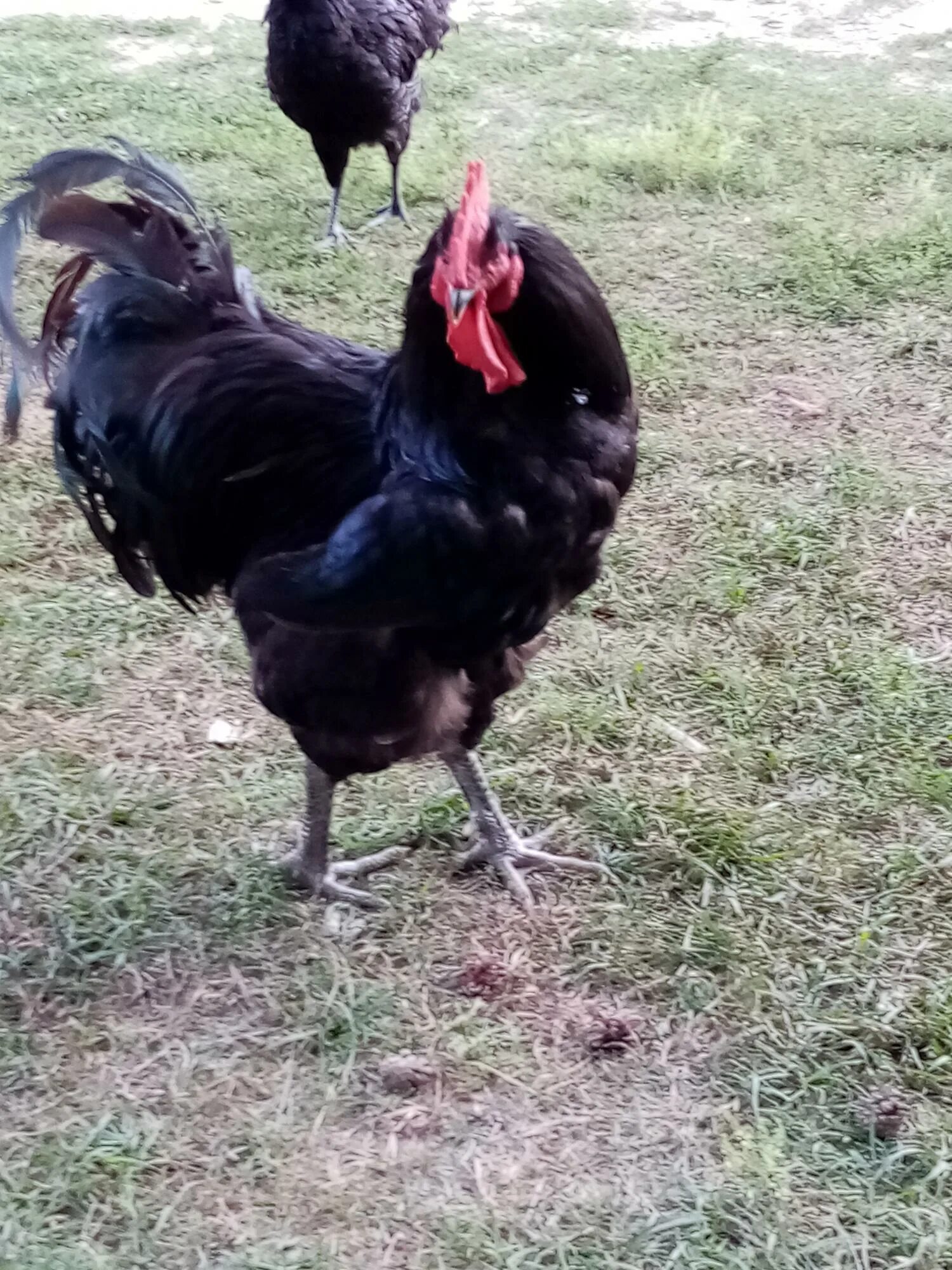 джерсийский гигант авито. джерсийский гигант мясо. джерсийский гигант черный. джерсийский гигант. джерсийский гигант авито.