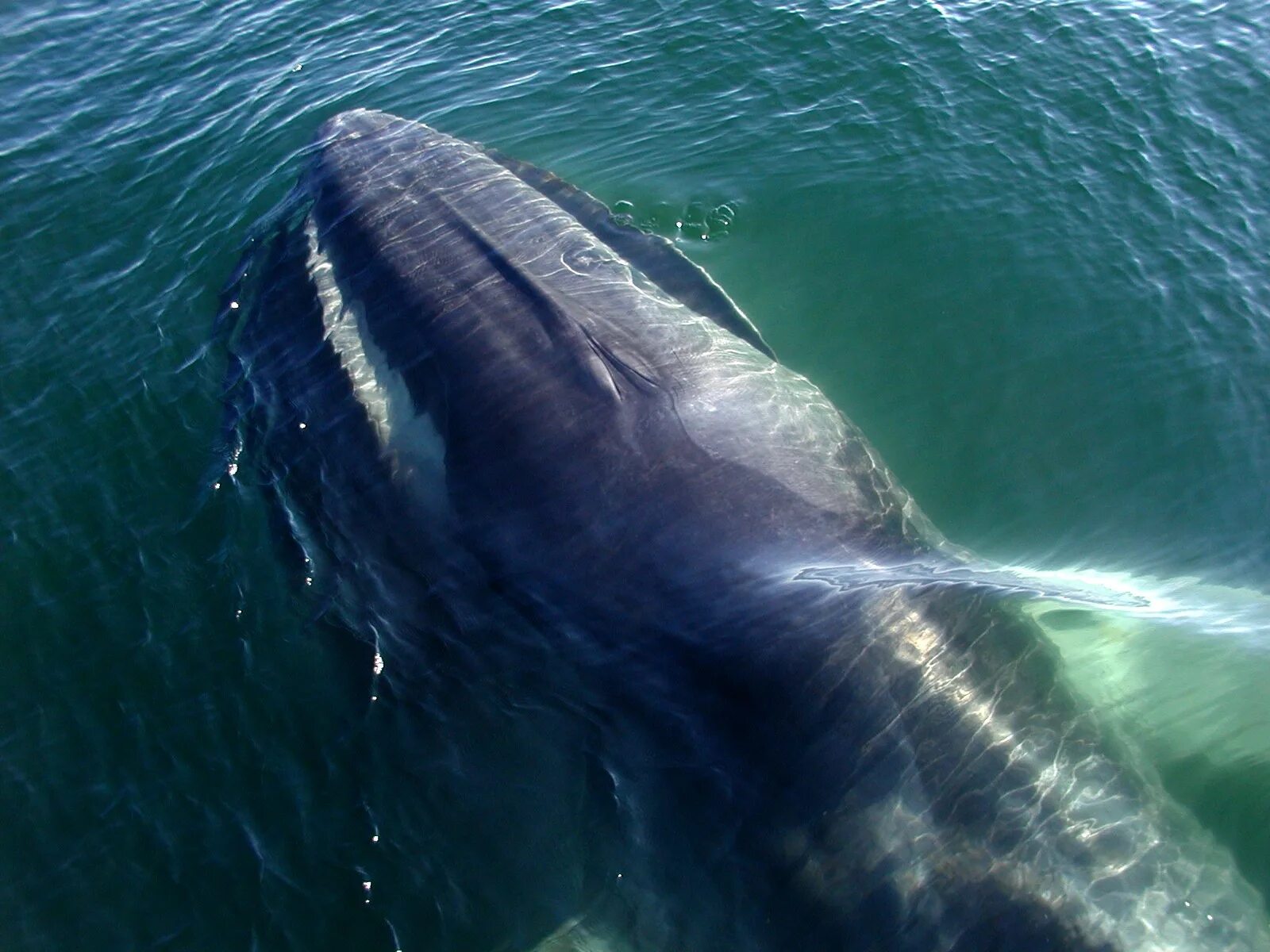 Финвал сельдяной кит. Сельдяной кит Северный Финвал. Финвал (Balaenoptera physalus). Северный Финвал или сельдяной кит.