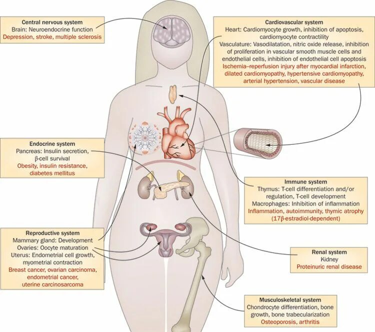 Эстрадиол и эндометриоз. Neuroendocrine Regulation of female Reproductive System.