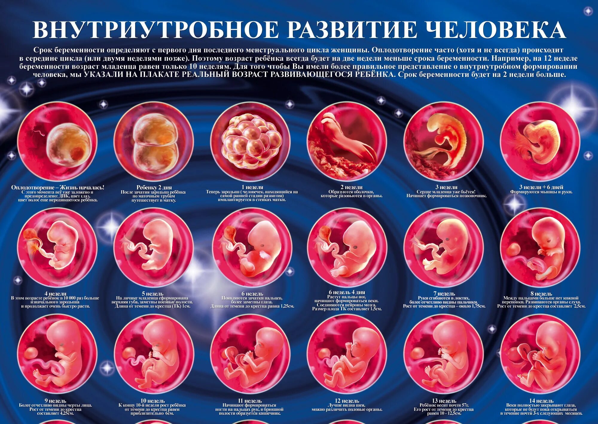 5 недель 3 дня сколько дней. Как выглядит эмбрион в 3 недели. Как выглядит эмбрион на 2 недели беременности. Как выглядит зародыш в 3 недели. Зародыш на 3 неделе беременности.