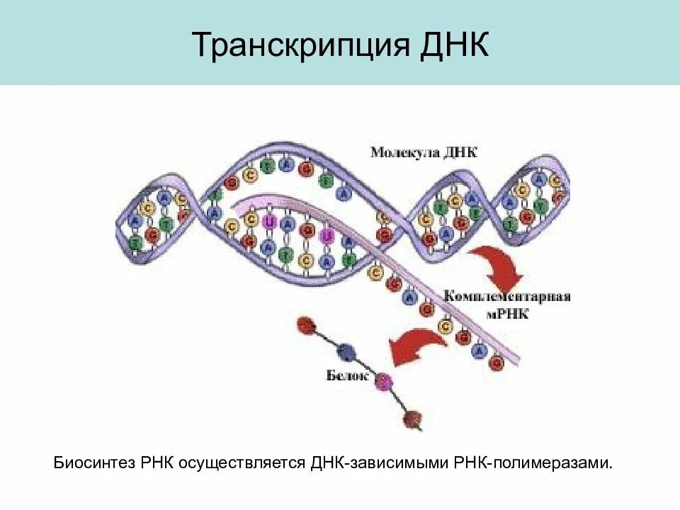 Транскрипция Биосинтез белка схема. Схема транскрипции синтеза белка. Транскрипция и Синтез РНК схема. Этапы биосинтеза РНК схема.