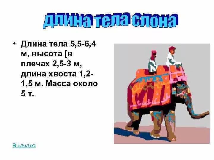 Слон сколько кг. Сколько весит слон. Вес слона. Длина слона. Высота длина вес слона.