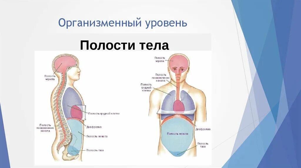 Название полостей человека