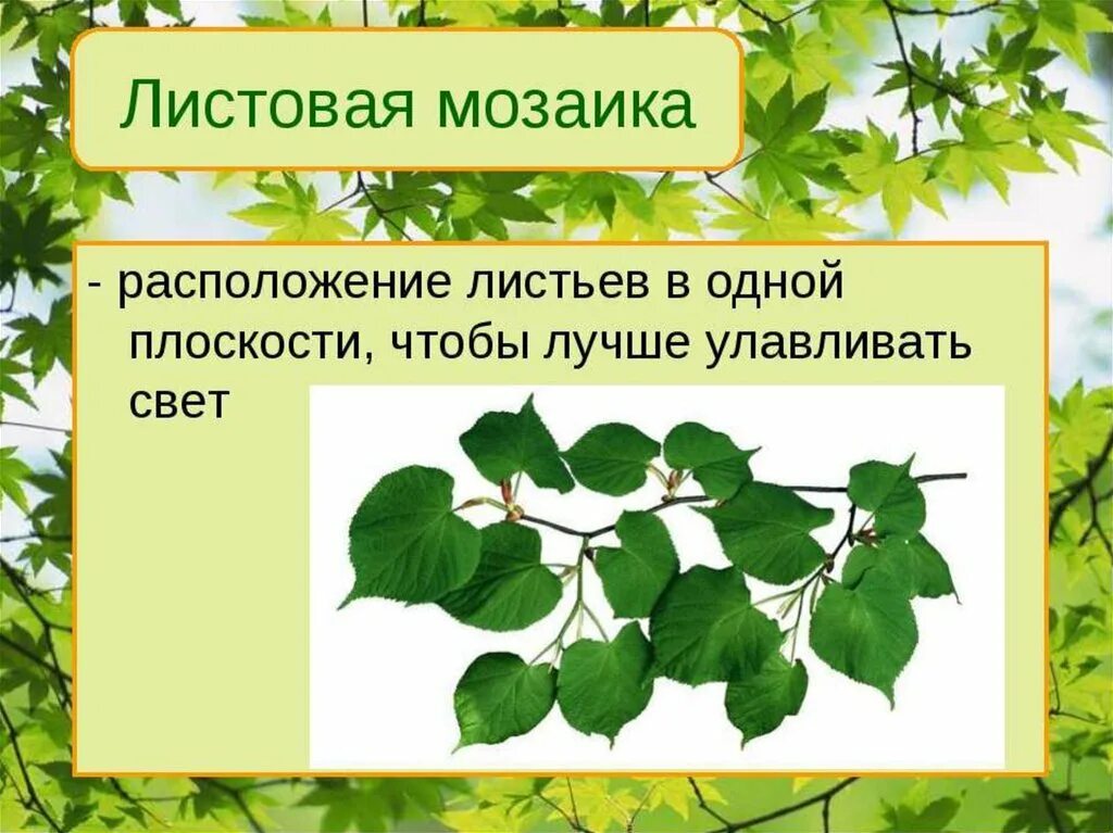 Что такое листовая мозаика в биологии 6 класс. Листовая мозаика у растений. Листовая мозаика у листьев. Листовая мозаика расположение листьев. Плющ фотосинтез