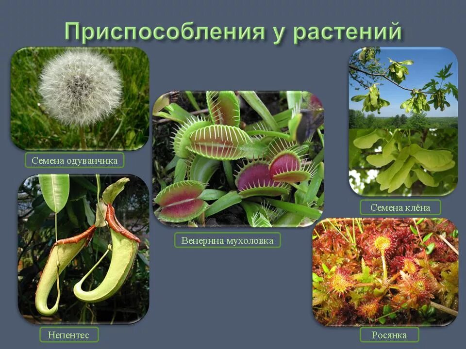 Адаптация организмов растения. Приспособления растений. Приспособления животных и растений. Приспособленность растений. Приспособление растений к среде.