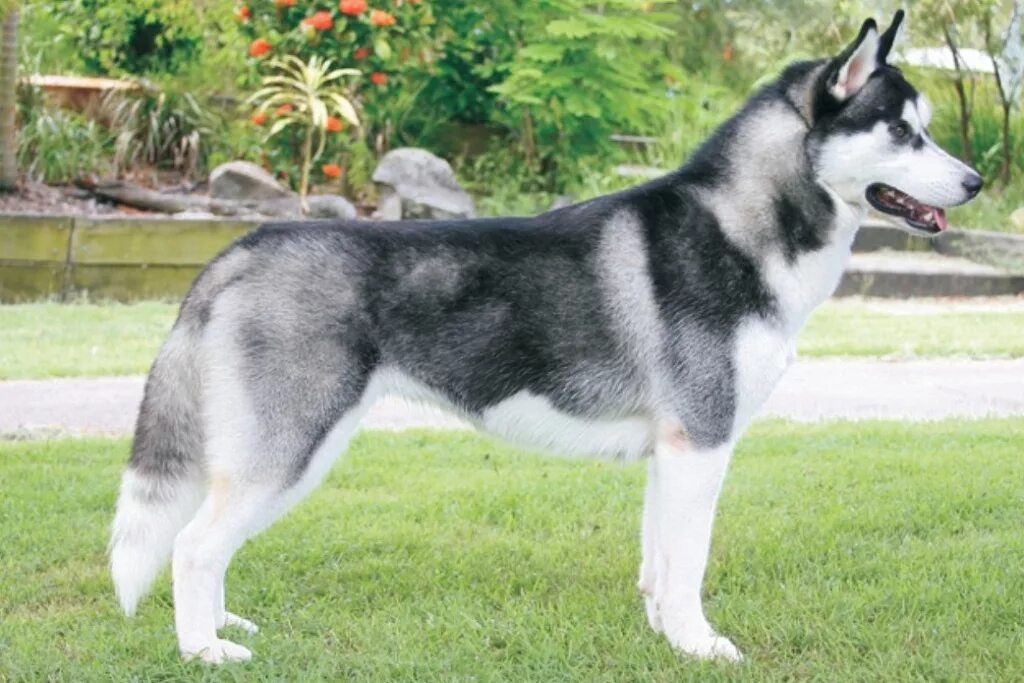 Бока лайки. Сибирский хаски кобель. Восточносибирская лайка. Западносибирская лайка и хаски. Сибирский хаски.