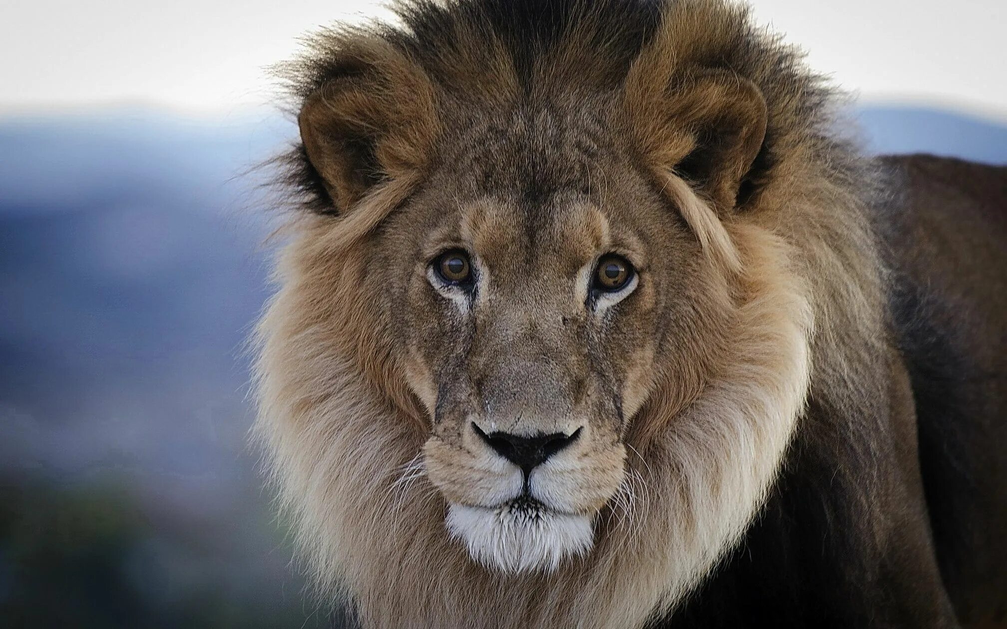 Картинки львов. Лев. Катангский Лев. Красивый Лев. Морда Льва.