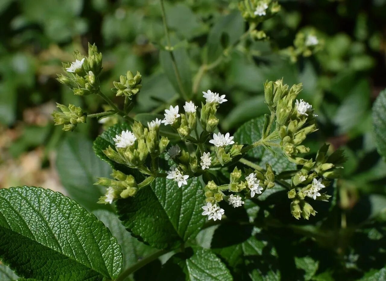 Stevia rebaudiana. Стевия медовая. Стевия медовая травка. Цветущая стевия.