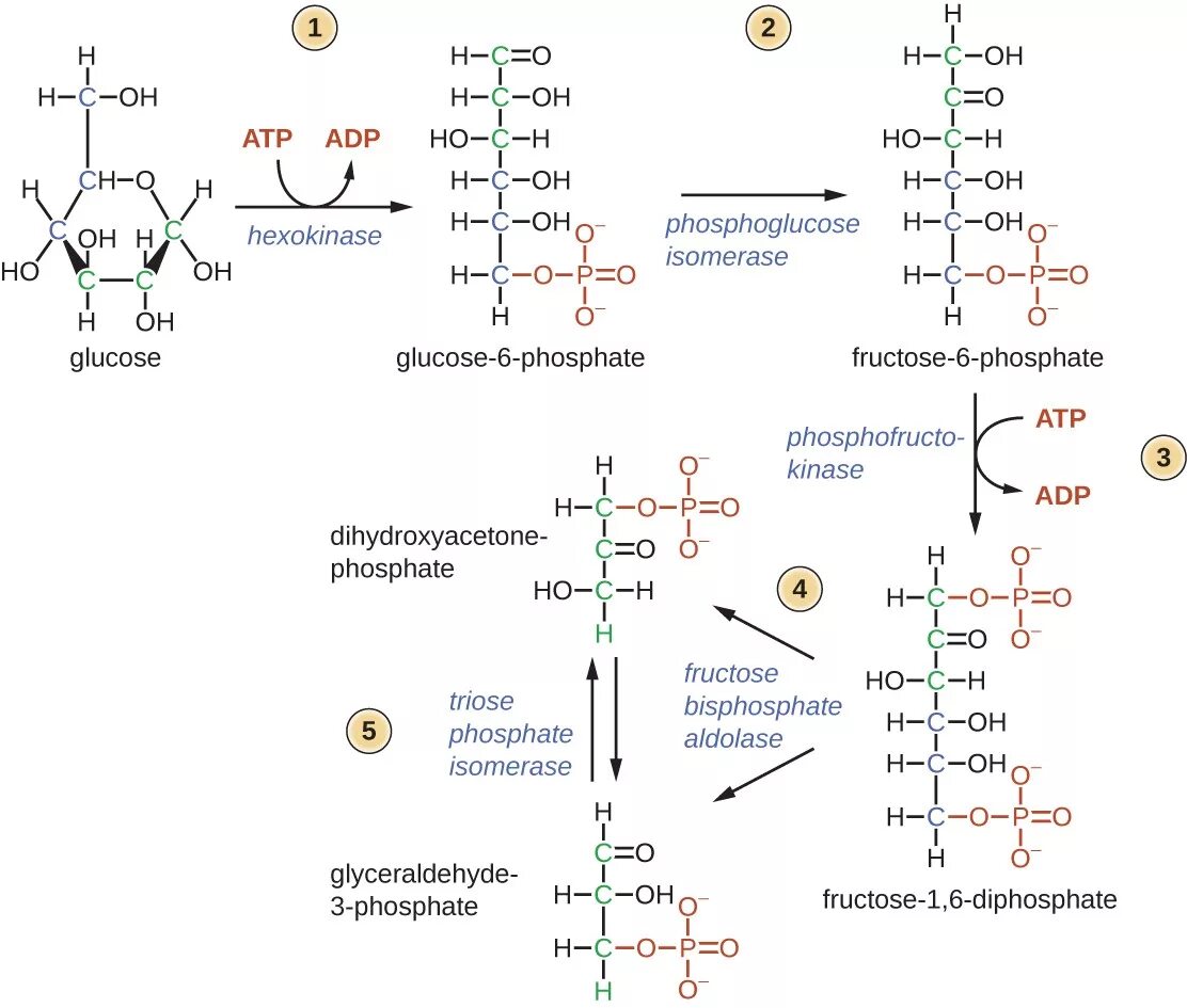 Схема гликолиза биохимия. Распад Глюкозы до пирувата. Гликолиз реакции биохимия структурные формулы. Схема гликолиза биохимия с ферментами.
