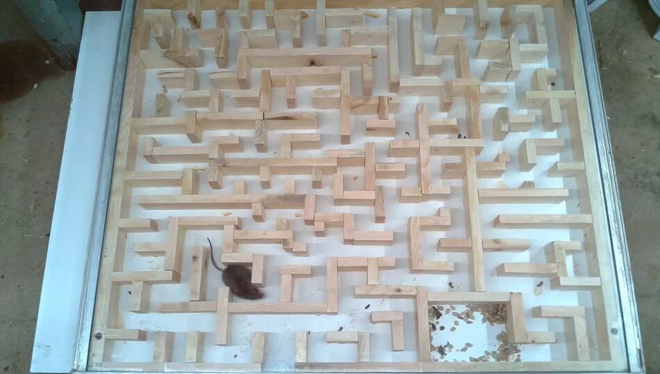 Сырный лабиринт игра. Мышиный лабиринт. Лабиринт с мышкой и сыром. Лабиринт коричневый. Лабиринт для крысиных бегов.