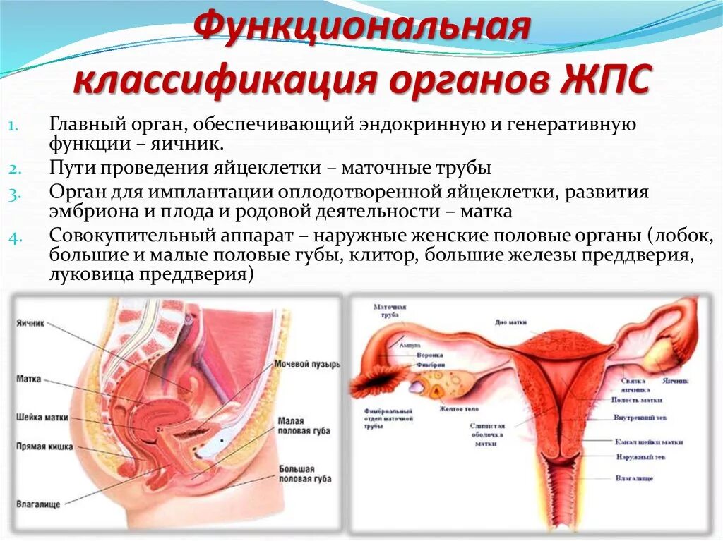 Название органов женской половой системы. Наружные женские половые органы. Внутренние женские половые органы. Анатомия женских половых органов. Строение половых органов женщины.