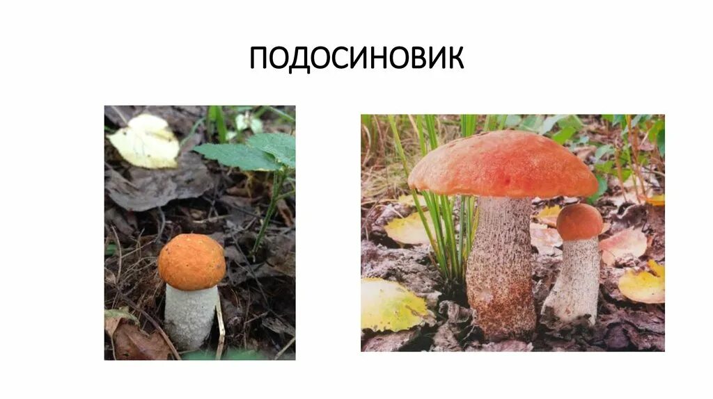подосиновик жёлто-бурый. известно что подосиновик съедобный. белый красноголовик. строение и жизнедеятельность грибов. двойник подберезовика гриба.