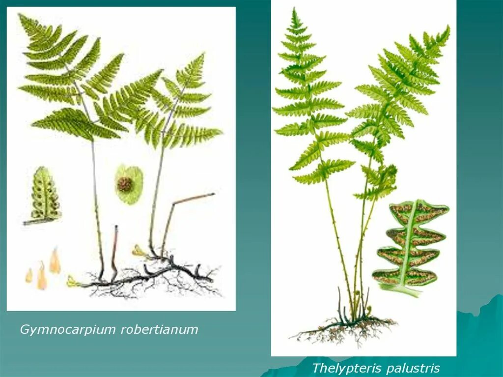 Телиптерис болотный. Телиптерис буковый. Thelypteris Phegopteris. Тундра и тайга богаты папоротникообразными