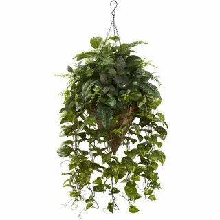 Plant w