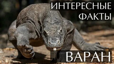 Большая ящерица 5 букв
