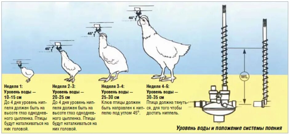 Температура в брудере для индюшат. Высота установки ниппельных поилок для цыплят. Автопоилка для кур ниппельная. Ниппельные поилки для бройлеров высота установки. Высота установки поилки для бройлеров.