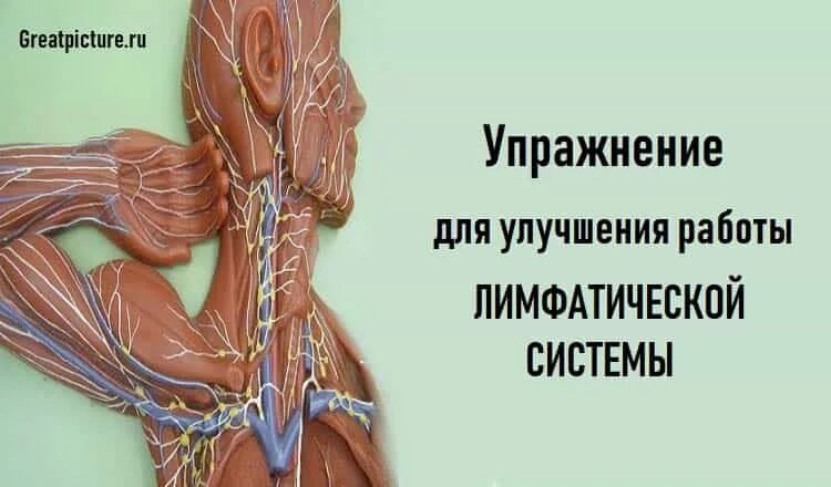 Усиленный лимфоток. Упражнения для лимфотока. тренировка для лимфатической системы. упражнения для лимфосистемы. зарядка для лимфатической системы.