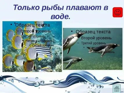 Обтекаемая форма рыбы