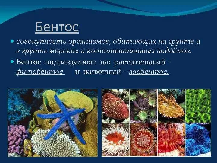 Группа морских организмов обитающих на дне океана. Планктон Нектон бентос. Морской бентос свободноживущие. Бентос морской еж. Представители бентоса.