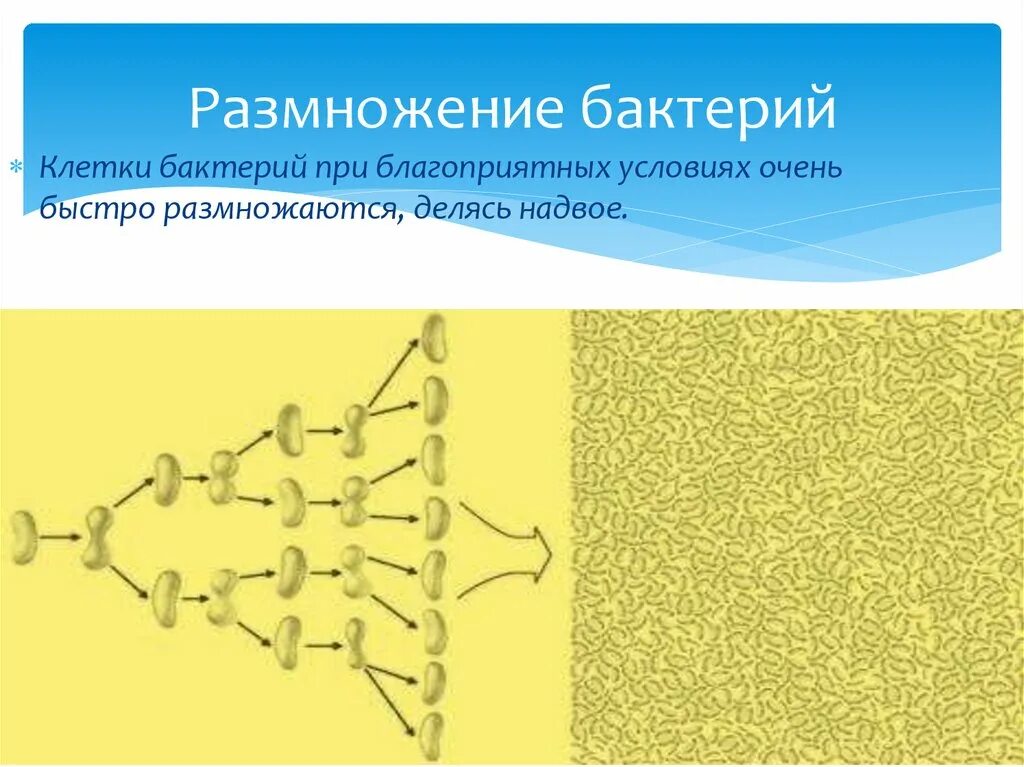 Размножение бактерий примеры. Размножение бактерий. Вегетативное размножение бактерий. Размножение бактерий при благоприятных условиях. Размножение бактерий картинки.