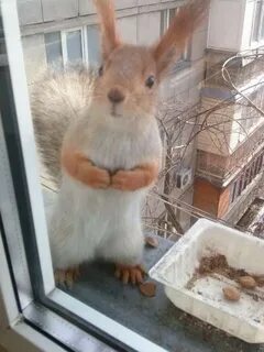 Почему приходят белочки