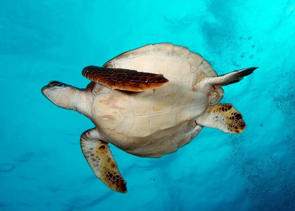 Turtle rise. Галапагосские острова черепахи. Galapagos Diving Turtle. Остров с черепахой миногаме картинки. Galapagos Islands in Ecuador Tortoise best images.