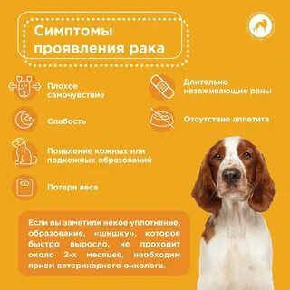 Беспокойство у собаки