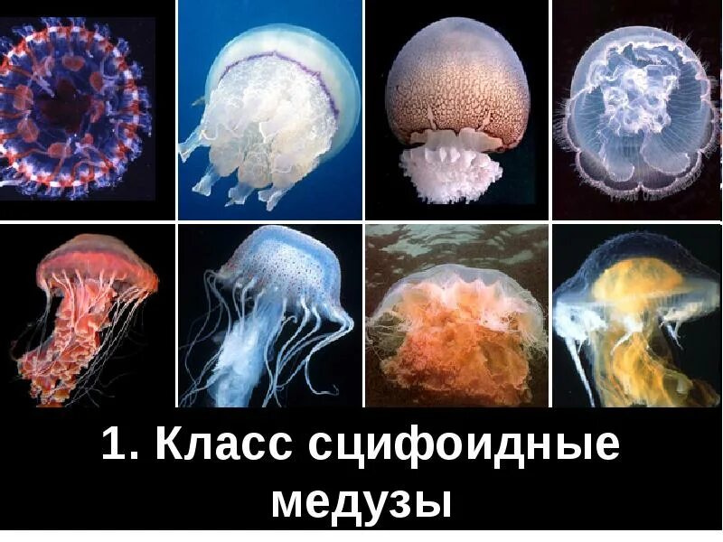 Какие животные относятся к типу кишечнополостные. Сцифоидные корнерот. кишечнополостные сцифоидные медузы. сцифоидные полипы.