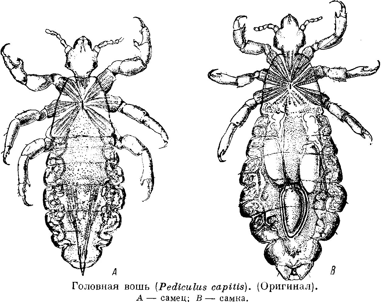 Головная вошь. Платяная вошь строение. Платяная вошь строение самки. Платяная вошь самка и самец. Головная вошь (Pediculus humanus capitis).