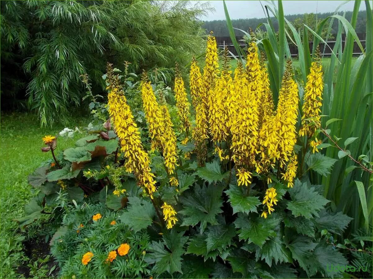 Бузульник пржевальского ligularia przewalskii. Бузульник зубчатый дездемона. Бузульник лигулярия. Бузульник хессей. Бузульник пржевальского рокет.