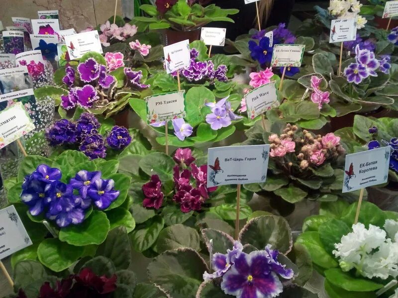 выставка цветов краснодар декабрь. выставка растений в краснодаре. выставка цветов краснодар декабрь. выставка цветов краснодар декабрь. выставка цветов краснодар декабрь.