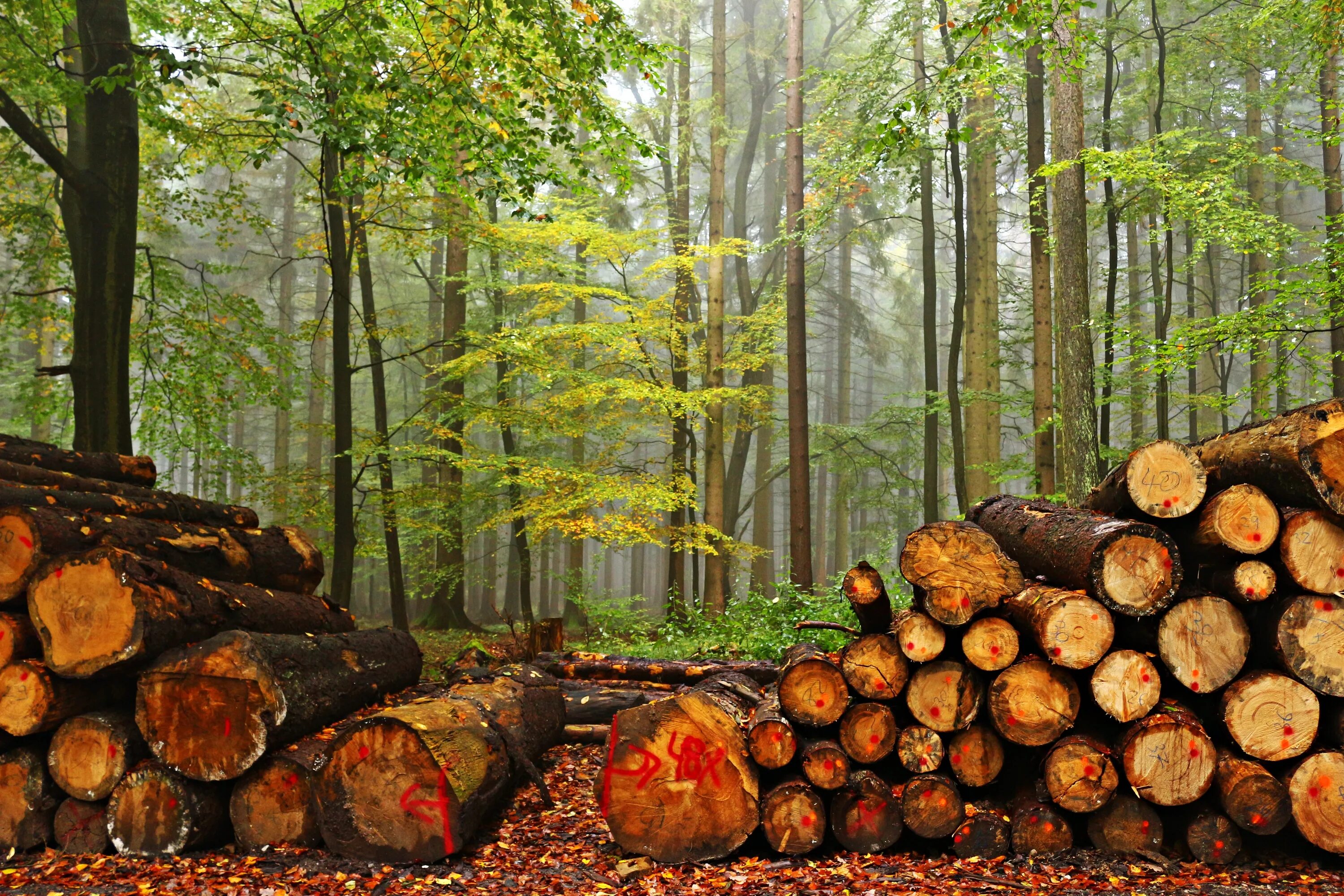 Охрана леса от вырубки. Вырубка лесов. Бревно в лесу. Срубленные деревья. Спиленные деревья в лесу.