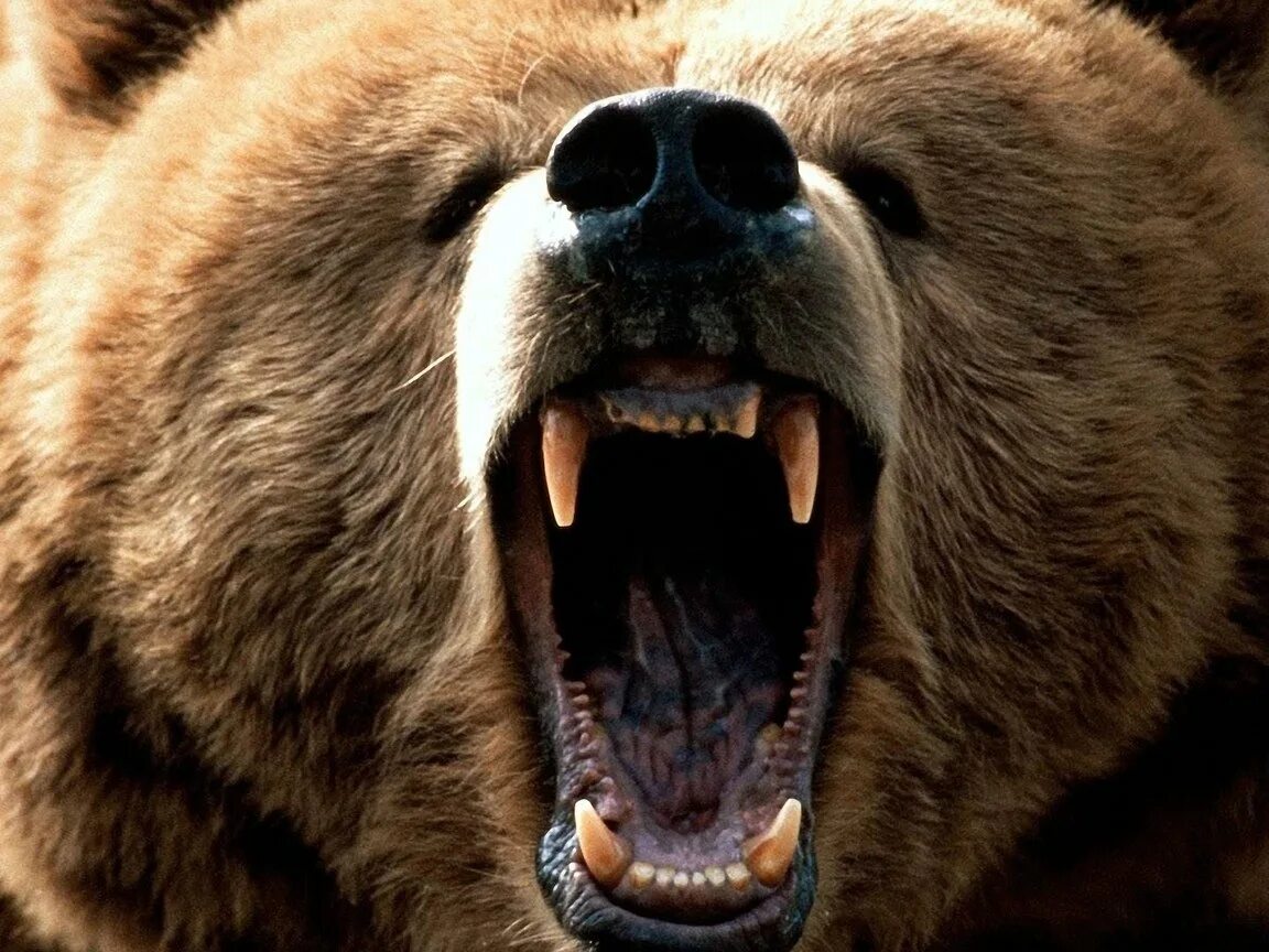 Звук рычание медведя. Грозный медведь Гризли. Медведь Гризли оскал. Злой медведь.